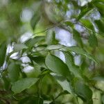 Porophyllum punctatum Leaf