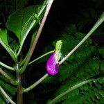 Impatiens niamniamensis Flower