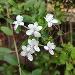 Clerodendrum indicumFlower