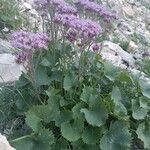 Adenostyles alpina Fula