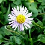 Bellis rotundifolia Flower