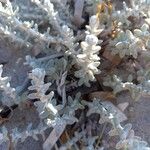 Achillea maritima Frunză