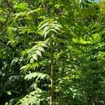 Juglans australis ശീലം