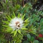 Melaleuca brongniartii फूल