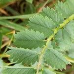 Sanguisorba minor Ліст