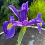 Iris xiphiumᱵᱟᱦᱟ