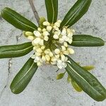 Pittosporum tobira Flower