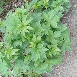 Sanicula canadensis Hoja