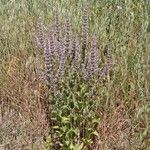 Nepeta apuleji Blüte