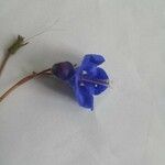 Phacelia campanularia 花