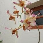 Dendrobium moschatum Virág