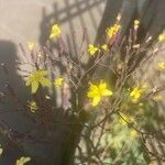 Lactuca muralis Flower