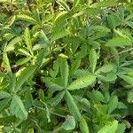 Potentilla simplex Feuille