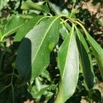 Euonymus carnosus Leaf