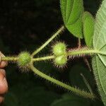 Miconia crenulata Meyve