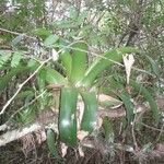 Catopsis sessiliflora Leaf