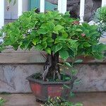 Bougainvillea spectabilis Liść