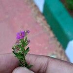 Lythrum junceum Flower