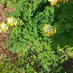 Corydalis nobilis Blüte