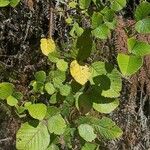 Rubus ellipticus ഇല