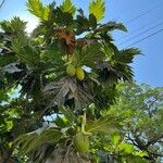 Artocarpus altilis Lapas