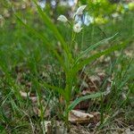 Cephalanthera longifolia Habit