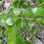 Betula nana Leaf