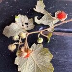 Rubus moluccanus Fruit