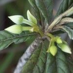 Dubouzetia acuminata Flower