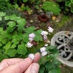 Thalictrum aquilegiifolium Flower