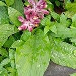 Curcuma aromatica Листок