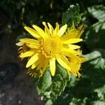 Jacobaea alpina Flower