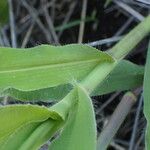 Urochloa panicoides Feuille