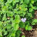 Barleria ventricosa Leaf