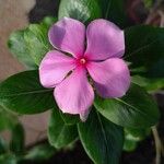 Catharanthus roseusFlor