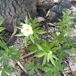 Anemone canadensis Leaf