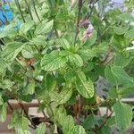 Salvia × jamensis Leaf