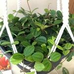Peperomia quadrangularis Hoja