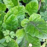 Francoa appendiculata Hoja
