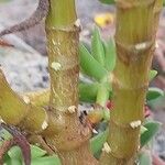 Crassula tetragona Kôra
