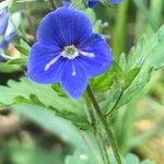 Veronica chamaedrys Flower