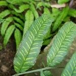 Coniogramme emeiensis Hoja