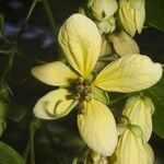 Senna papillosa Flower