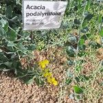 Acacia podalyriifolia Altul/Alta