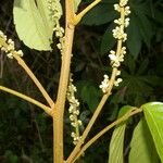 Paullinia capreolata Leaf