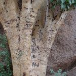 Cyphostemma currorii Ŝelo