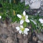 Moehringia ciliata Flower