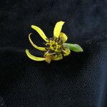 Ligularia fischeri Habit