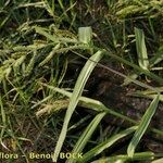 Echinochloa oryzoides Otro