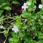 Bacopa repens Flor